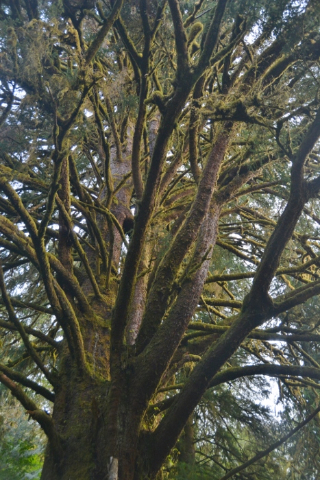 old tree covered in moss